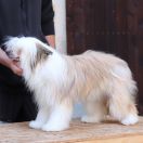 Angel in Terra Civis 