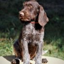 BETA Mazurska Trufla