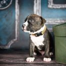 JUNGLAS NIGRA American Heart vel. Jaruś