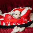 CHIARO NEVICARE Basta Amare