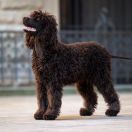 Tira Vento (FCI) PETITE PARIS