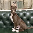 Anxunamon Moonflower Dogs