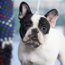 ARYA STARK Z BLUESOWEJ KRAINY