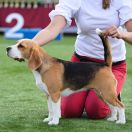 STRAWBERRY KISS Drużyna Uszatych