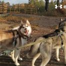 Arctic Whiteness FCI JUST AN AVALANCHE 