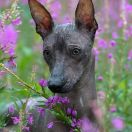 Lindoulainen Envisa Emilia 