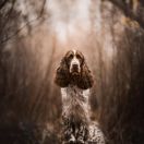 INES SYLVAN SPIRIT Zasadkowe Bory