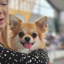 Wiosenna Stokrotka Esoteros