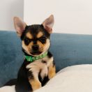 BORYS z Dorzecza FCI