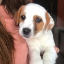 Золотая Корона Беретта