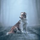 TRAWKA z Uroczyska (FCI)