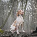 Eva Mon Tresor d'Amour