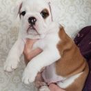 Columbia Lily Asgardville