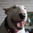 UNA World of Bullcraft