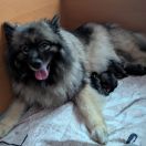 Maniek Shaggy Fluff FCI