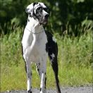 CITY OF ANGELS Athel Loren 