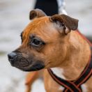 Cherry Lady Avia Cerasis