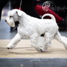 Wise Lord Lija FCI KAI 