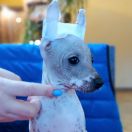 KISS OF ART Design by Margarejro FCI 