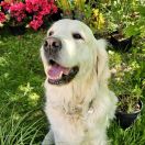 AISLING CAILIN Gold Puer (FCI)