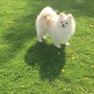 Persimoone Uptoun Girl 