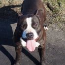 AMAZING PEARL Power-Staff