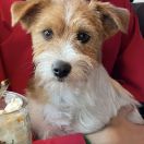 KIRA Lubelski Tropiciel FCI