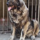 ACYLA Sublańska Horda fci 