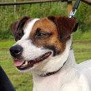 LEYA Russell Bonita FCI