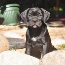 BREATHTAKING Your Destiny FCI