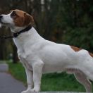 Sasquehanna (FCI) PUCEK