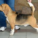 HULK HOGAN LA CASA DEMIANI