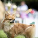 DANTE Perła Nieporętu 