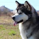 Carrie Nukka De Lobo Arctic Snow 