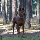 NATCHA NANG VOLARIUS