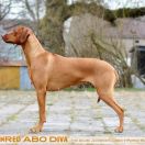 Rubicon Red A Breath of Lady GoDiva