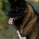 Finigan JIY-KEN RENJI