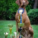 GIA Magyar Tim (FCI)