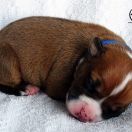 IMPRESSIVE WARRIOR Child of Love