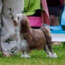 Tique Little lioness of Denmark