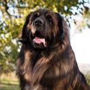 BARON ODYN FROM DURAKIEWICZ