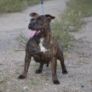 TEQUILA Bullabella FCI