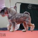 GOLDIRIS BETTER AND BETTER 