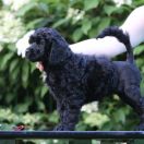 Special Vero Claircreek Call Me Pretty