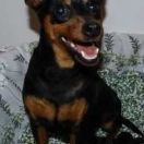 Rose the One di casa Glaunic