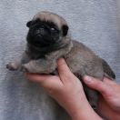 WIEDŹMIN Czar Olbrzyma