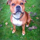 Immness (FCI) U GOT THE LOOK 