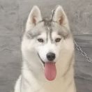 A Princess For Azkaban