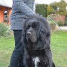 Bora Burberry Kashmire Wen