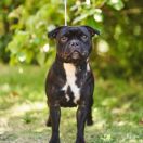 ASHLY Gold Smile Staff